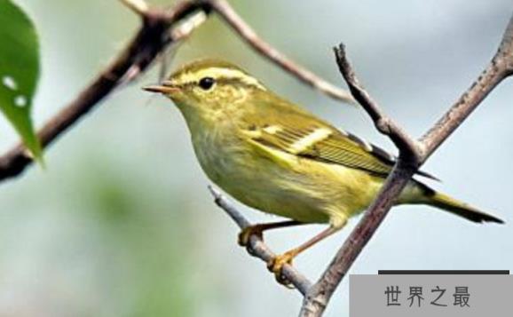 观赏鸟十大鸣鸟排名，最受欢迎的鸟长得漂亮声音好听