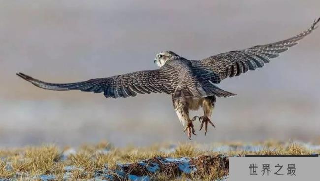 最贵的10种观赏鸟，第一价值100万是土豪们养的宠物鸟