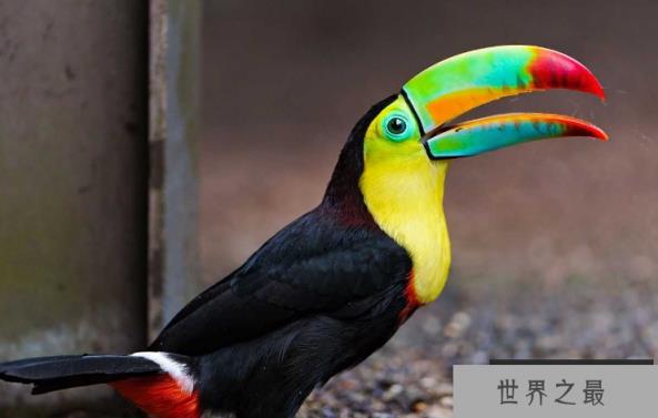 最贵的10种观赏鸟，第一价值100万是土豪们养的宠物鸟