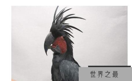 最贵的10种观赏鸟，第一价值100万是土豪们养的宠物鸟