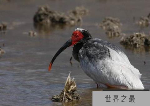 最贵的10种观赏鸟，第一价值100万是土豪们养的宠物鸟