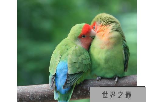 最贵的10种观赏鸟，第一价值100万是土豪们养的宠物鸟