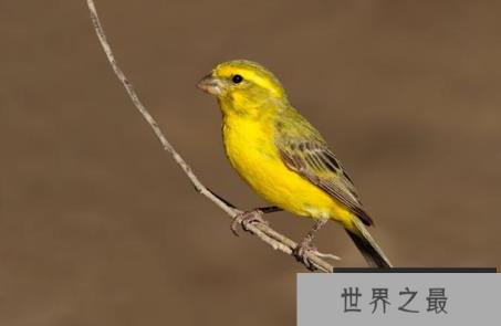 最贵的10种观赏鸟，第一价值100万是土豪们养的宠物鸟