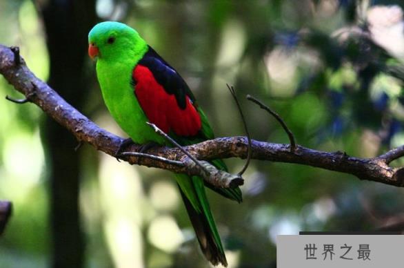 最贵的10种观赏鸟，第一价值100万是土豪们养的宠物鸟