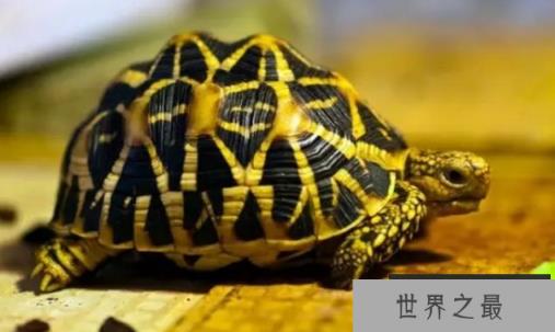 十大难养的陆龟，最难养的陆龟养大不易不适合新手养!