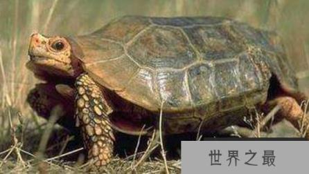 十大难养的陆龟，最难养的陆龟养大不易不适合新手养!