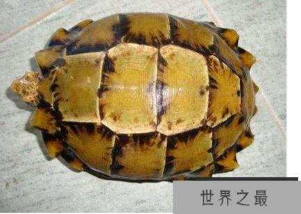 十大难养的陆龟，最难养的陆龟养大不易不适合新手养!