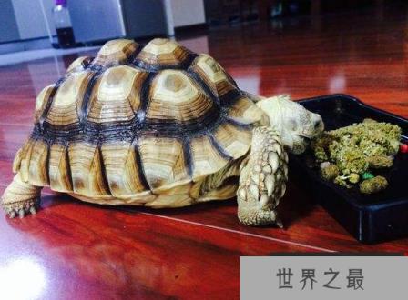 十大难养的陆龟，最难养的陆龟养大不易不适合新手养!