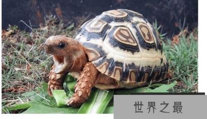 十大难养的陆龟，最难养的陆龟养大不易不适合新手养!