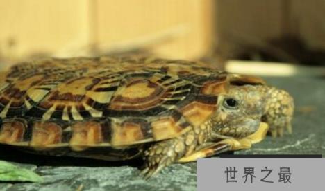 十大难养的陆龟，最难养的陆龟养大不易不适合新手养!