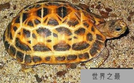 十大难养的陆龟，最难养的陆龟养大不易不适合新手养!