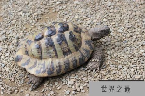 十大难养的陆龟，最难养的陆龟养大不易不适合新手养!