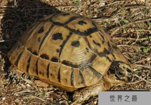 十大难养的陆龟，最难养的陆龟养大不易不适合新手养!