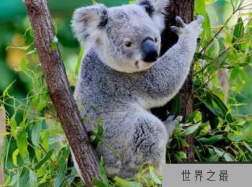 世界上最萌的动物排名，全球漂亮可爱的动物 