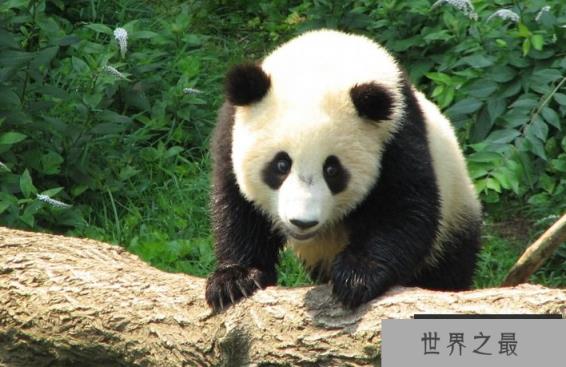 世界上最萌的动物排名，全球漂亮可爱的动物 