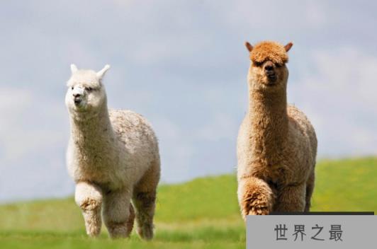 世界上最萌的动物排名，全球漂亮可爱的动物 