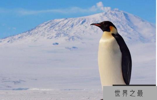 世界上最萌的动物排名，全球漂亮可爱的动物 