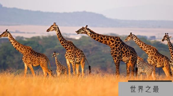 世界上最萌的动物排名，全球漂亮可爱的动物 