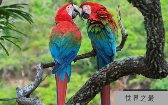 世界上最萌的动物排名，全球漂亮可爱的动物 