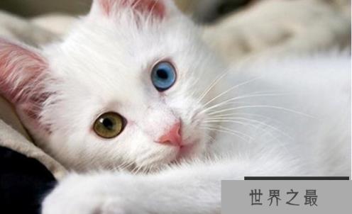 世界上最萌的动物排名，全球漂亮可爱的动物 