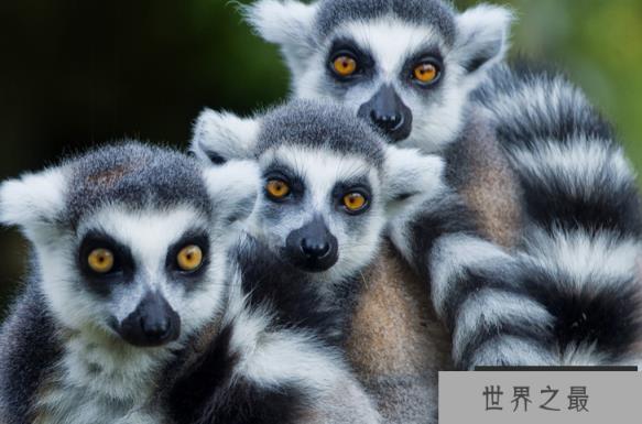 世界上最萌的动物排名，全球漂亮可爱的动物 