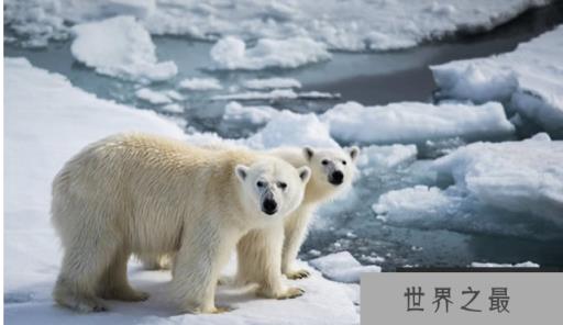 世界上最萌的动物排名，全球漂亮可爱的动物 