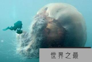 世界上最大的水母：北极霞水母