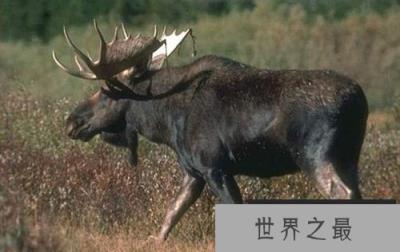 世界上最大的鹿种