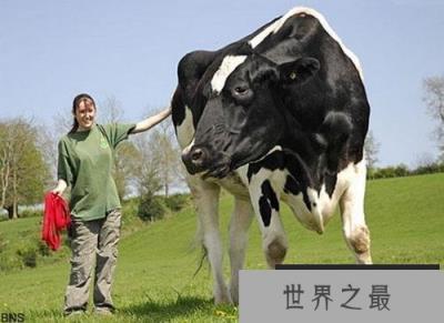 世界上最高的奶牛：身高一米九五体重
