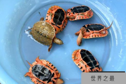 什么乌龟好养又漂亮？全球十大最受欢迎宠物龟 