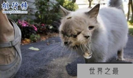 【吉尼斯世界上寿命最长的双面猫：三只眼两嘴巴】图1