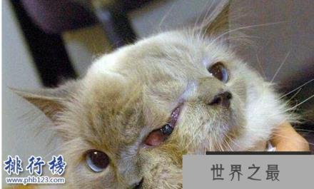 【吉尼斯世界上寿命最长的双面猫：三只眼两嘴巴】图2