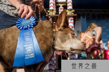 世界上最丑的狗