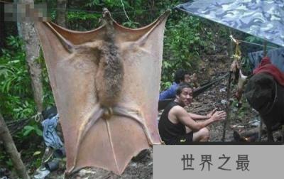 世界上最大的蝙蝠