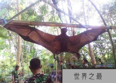 世界上最大的蝙蝠