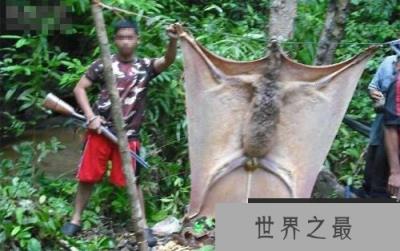 世界上最大的蝙蝠