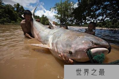 世界上最大的鲶鱼