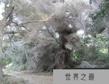 世界上最大的蜘蛛网