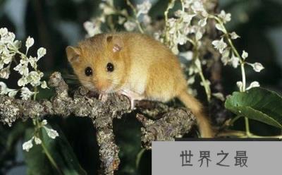 地球上冬眠时间最长的动物：睡鼠
