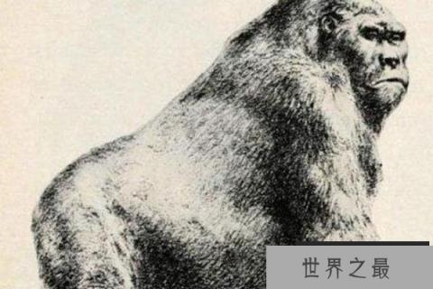 十大灭绝的可怕生物排名，一起看完，不要怂