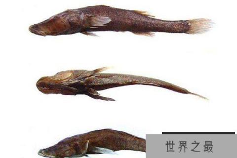 十大灭绝恐怖动物名单，所幸都已经成为化石