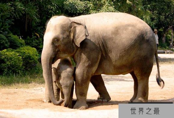 全国野生动物园排名 带你感受最原始的大自然