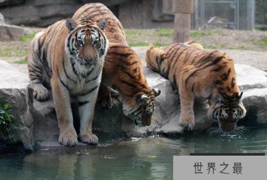 全国野生动物园排名 带你感受最原始的大自然