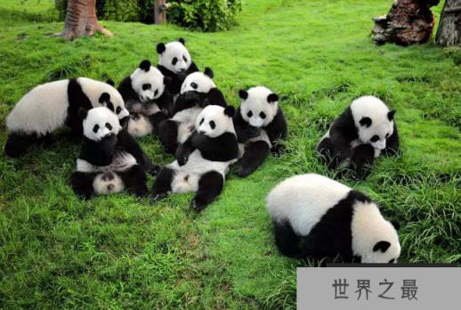 全国野生动物园排名 带你感受最原始的大自然