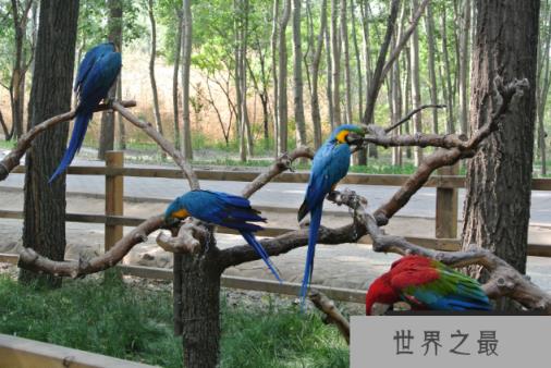 全国野生动物园排名 带你感受最原始的大自然