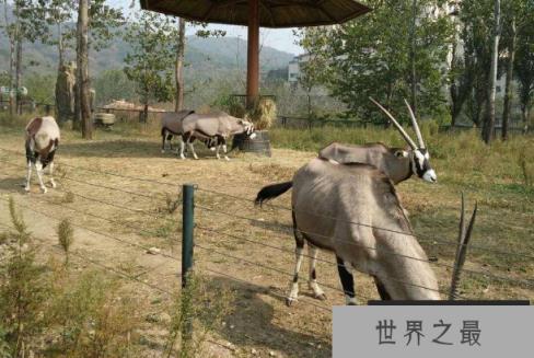 全国野生动物园排名 带你感受最原始的大自然