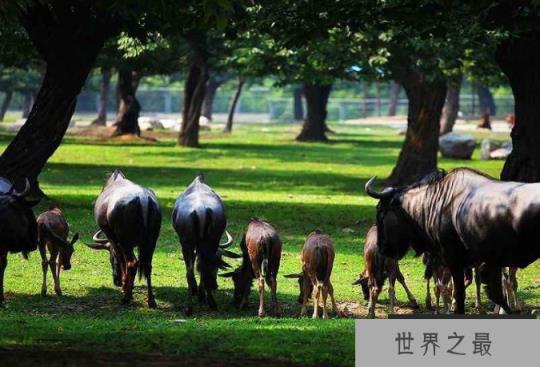 全国野生动物园排名 带你感受最原始的大自然