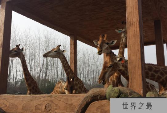 全国野生动物园排名 带你感受最原始的大自然