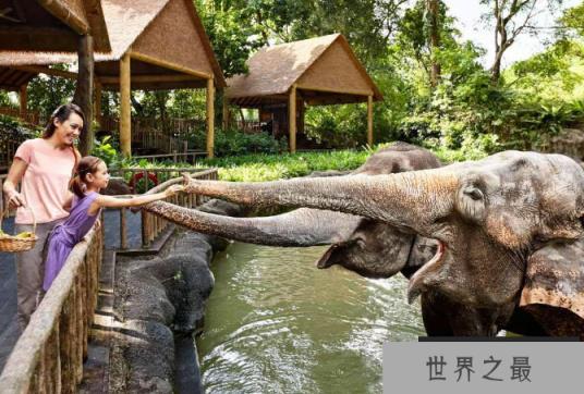 全球七大动物园排名 圣地亚哥动物园美国最大,第二无栅栏