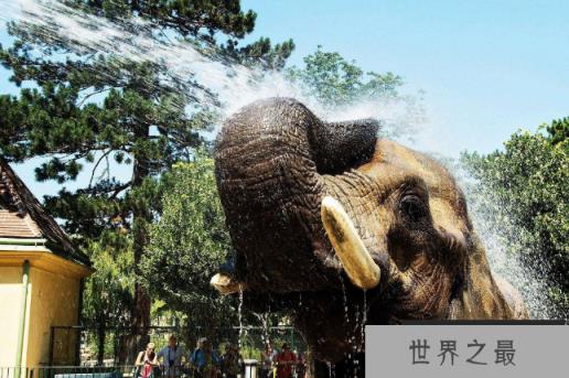 全球七大动物园排名 圣地亚哥动物园美国最大,第二无栅栏